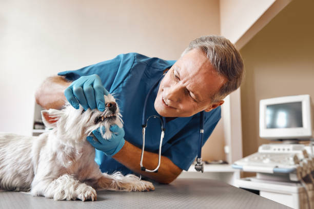 Best Broken or Chipped Tooth Repair in Presquille, LA